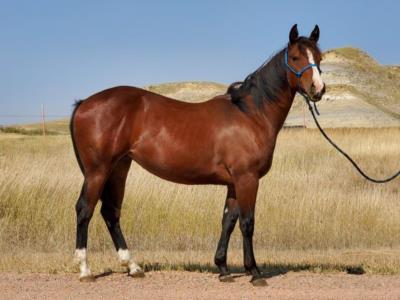 Whiskey Up Posie JW <BR> AQHA 6096618